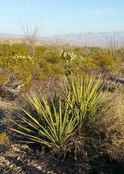 Chihuahuan desert trail